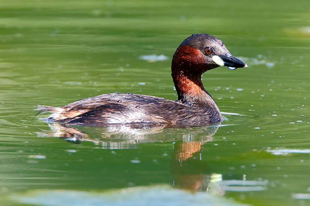 Il terribile tuffetto